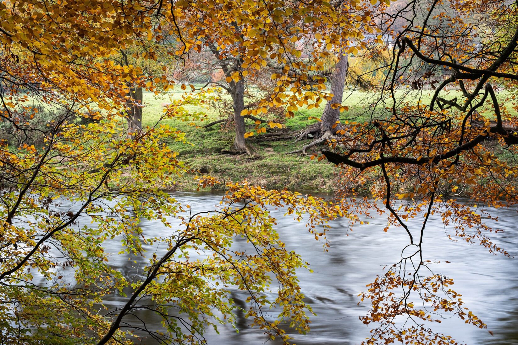 A view through tree branches in autumn leaf to a fast flowing, deep river beyond.