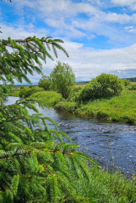 Sunny day with blue sky dotted with wispy white clouds. A river is flowing between two green riverbanks. In the foreground, there are the branches of a conifer.