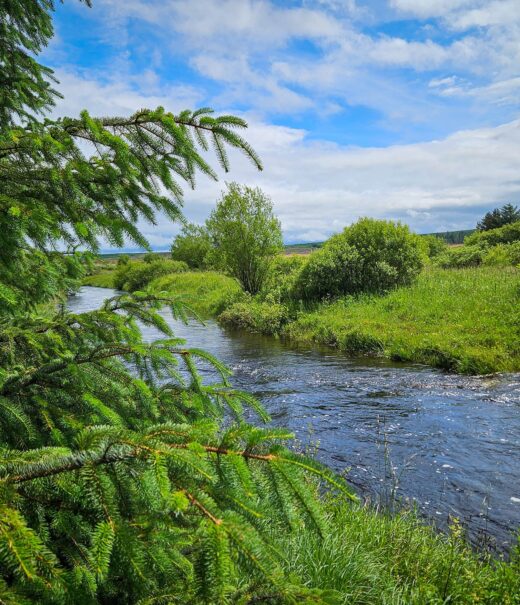 Sunny day with blue sky dotted with wispy white clouds. A river is flowing between two green riverbanks. In the foreground, there are the branches of a conifer.