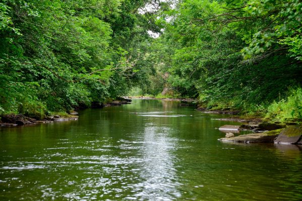 Looking down a wide slow moving shallow river, bordered by overhanging trees in green leaf.