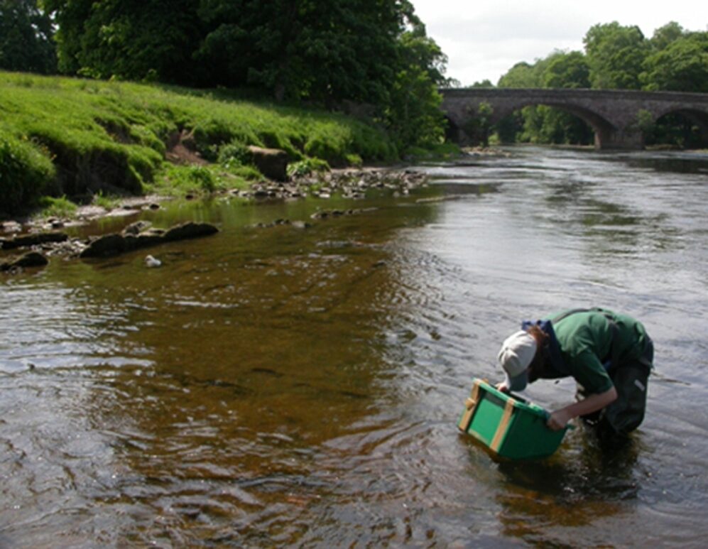 A wide section of the river Eden with a multi arched bridge spanning in the background. A man in waders is looking beneath the water surface using a hand held viewing device.
