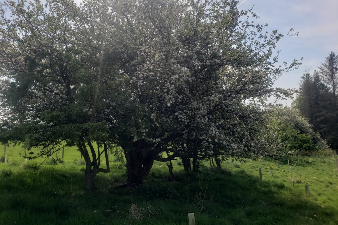 A large hawthorn tree in flower forming part of a hedgerow on grass field.