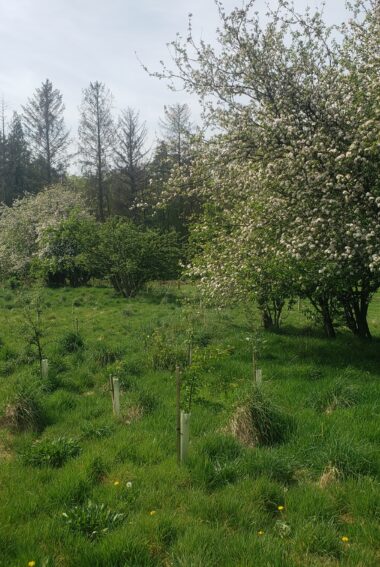 Hedge border of mature hawthorn trees in flower following the line of a wooden staked and metal fence through a grass field.