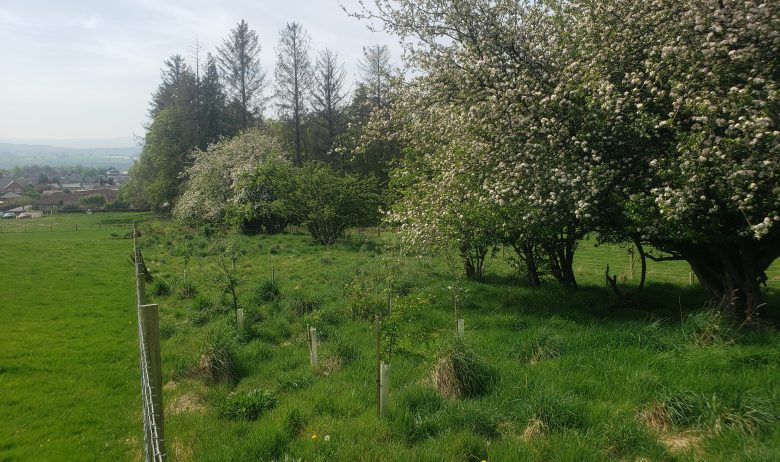 Hedge border of mature hawthorn trees in flower following the line of a wooden staked and metal fence through a grass field.