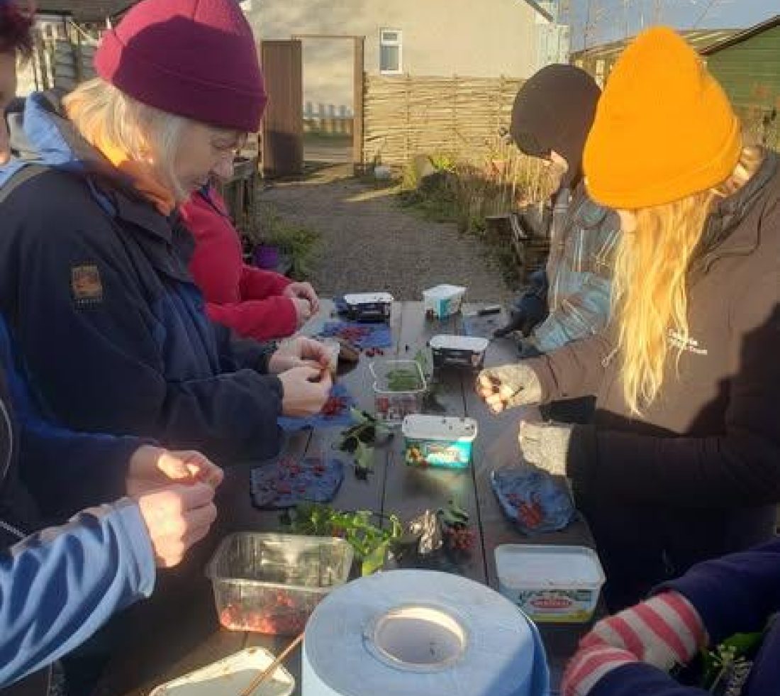 A group of volunteers in winter coats and woolly hats are stood at a wooden table, extracting seeds from holly berries and decanting them into plastic containers.