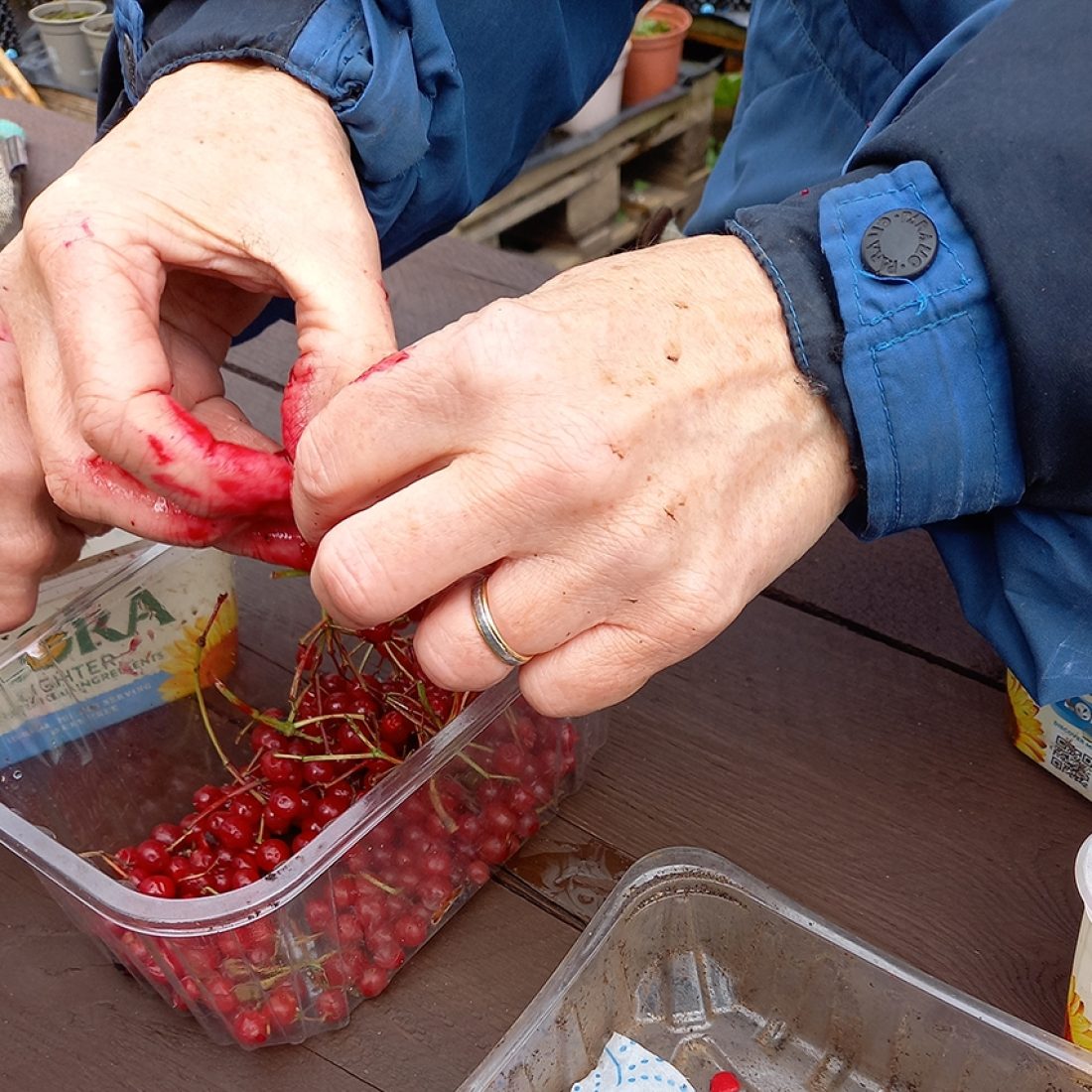 A person is extracting seeds from Guelder roses berries and decanting into a plastic container. The sap from the berries has turned the persons fingers red.