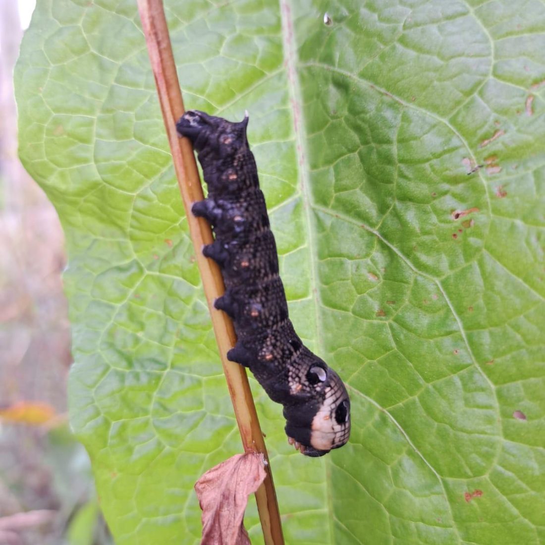 A large caterpillar travelling down the stem of a plant with green leaf behind.