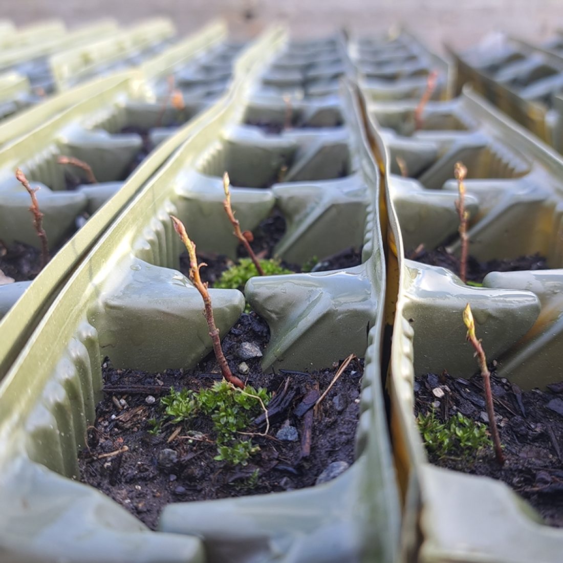 A close up image of individual plastic potting sheets, each square containing soil and seedlings.