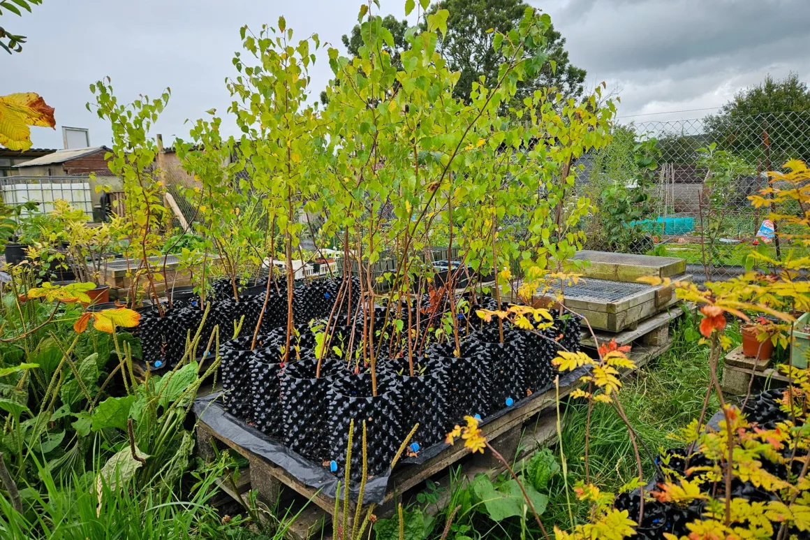 Tree saplings in green leaf sat in individual black planting pots atop wooden palettes.