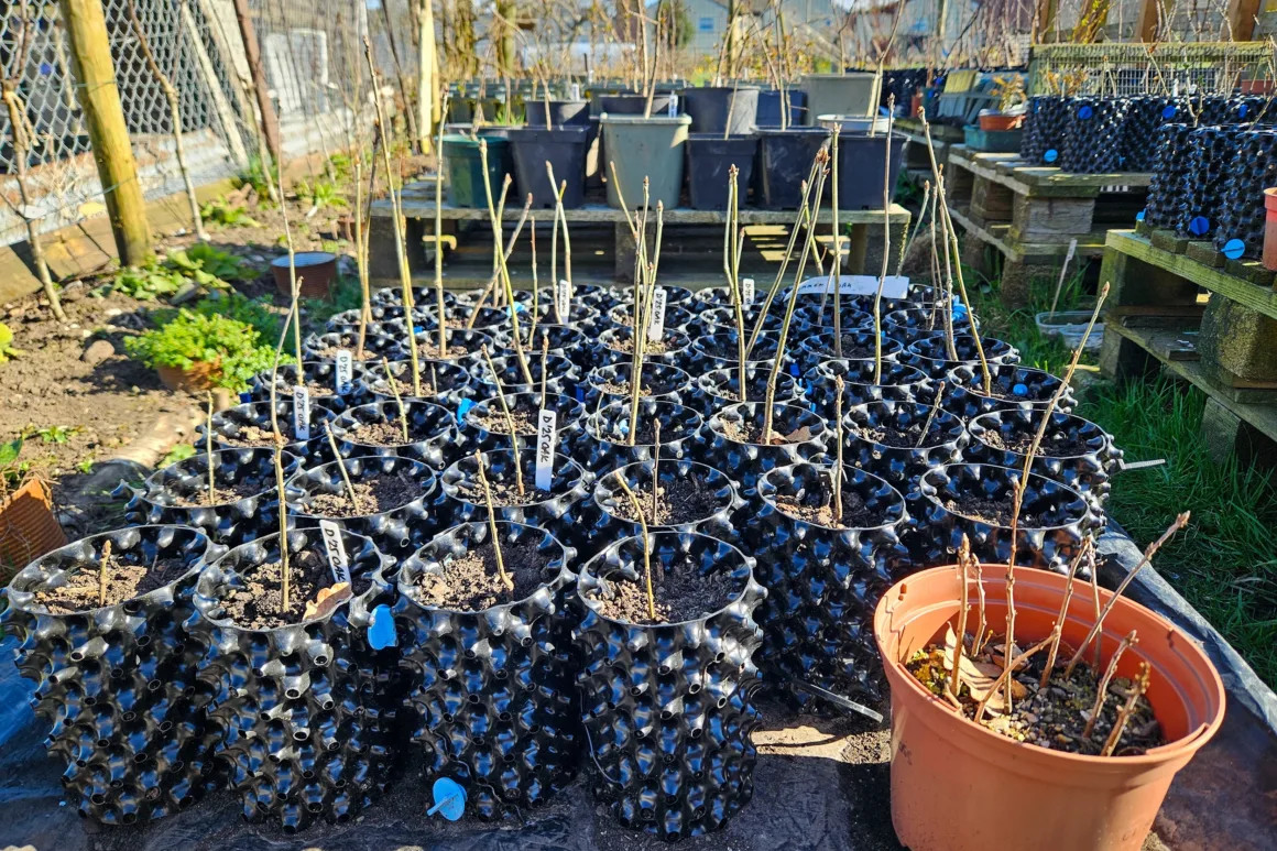 Tree saplings in green leaf sat in individual black planting pots atop wooden palettes.