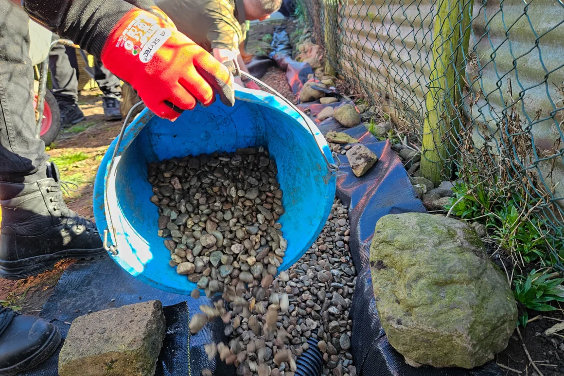 Volunteer emptying a bucket of small stones into a ditch containing plastic water pipes to complete the construction of a 'French drain' at the Penrith community tree nursery site.