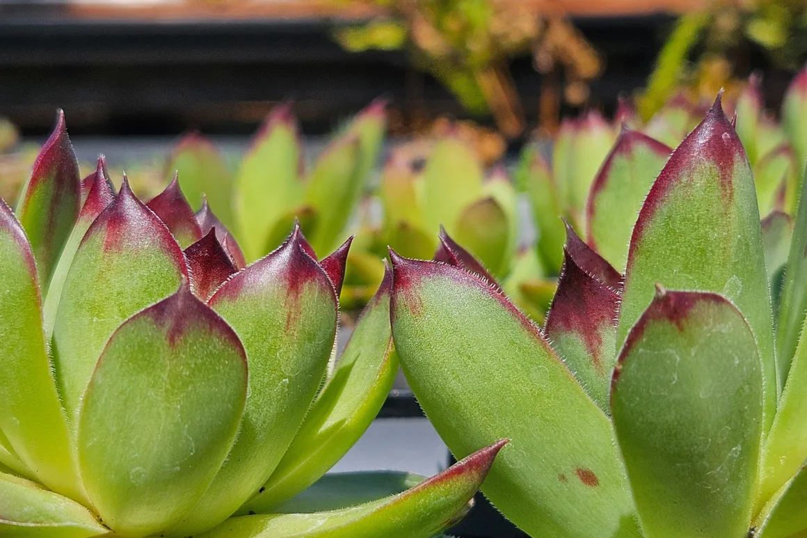Close up image of succulent plants forming part of a rooftop garden at the Penrith community tree nursery.