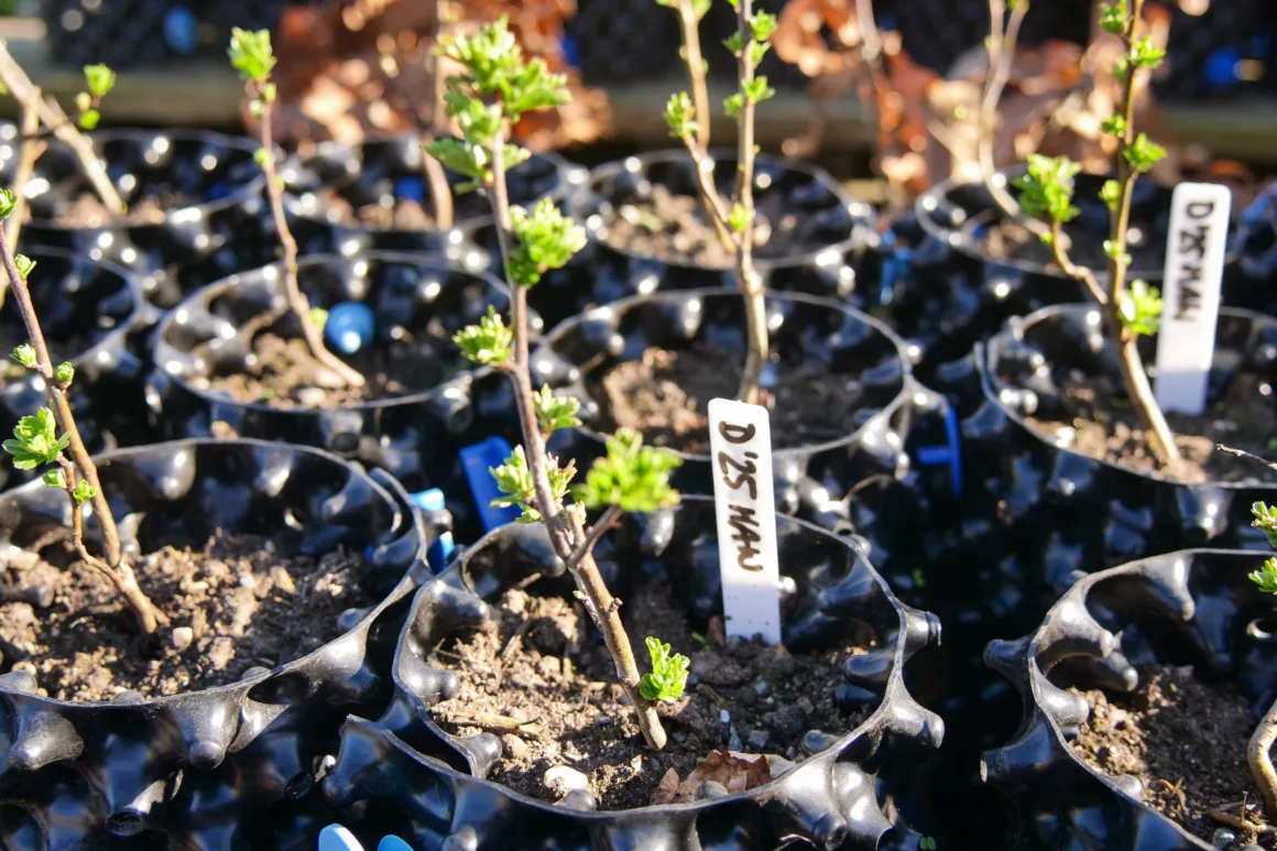 Close up image of tree saplings in black plant pots in spring sunshine.