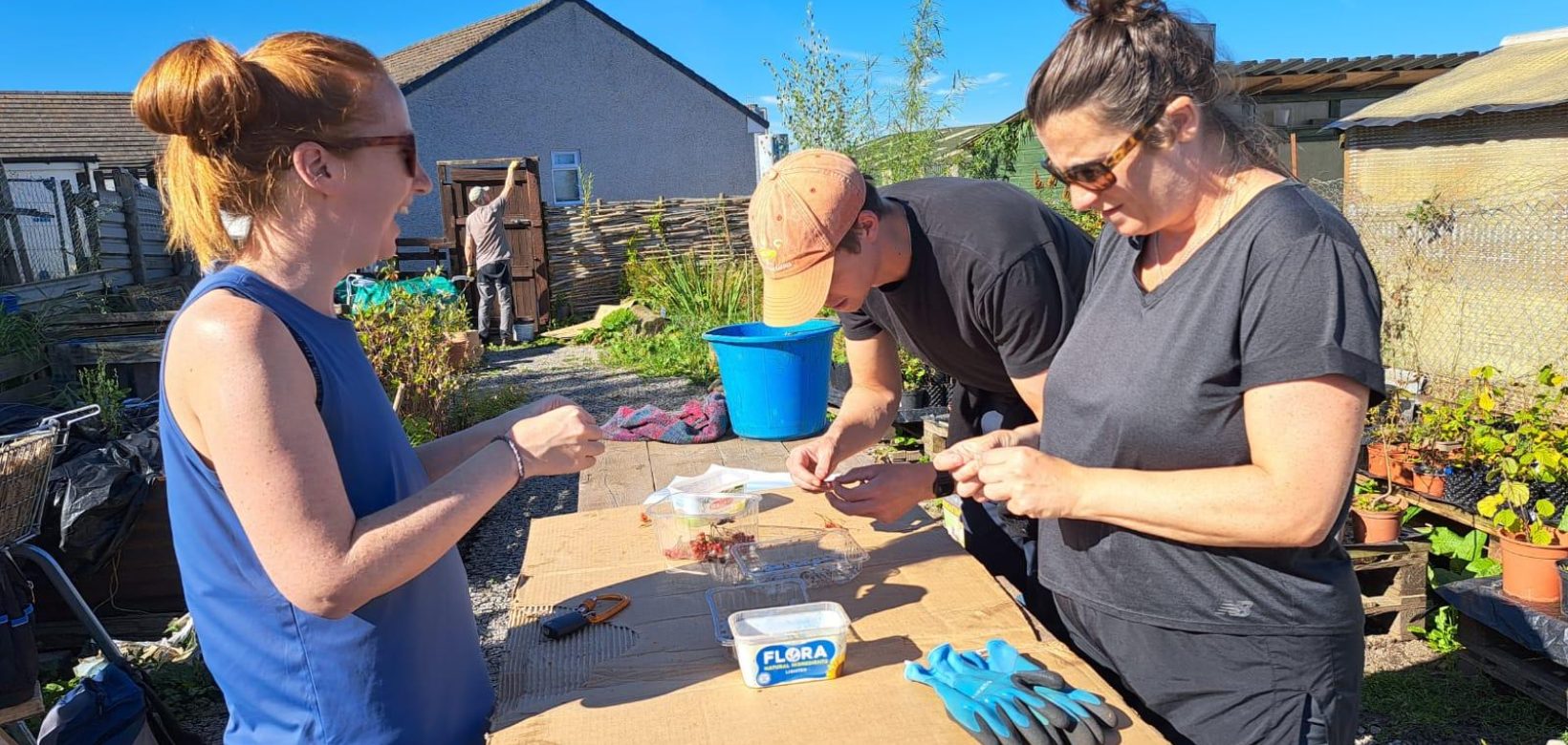 A group of volunteers standing around a wooden bench, extracting seeds from a variety of native berries stored in buckets and plastic containers.