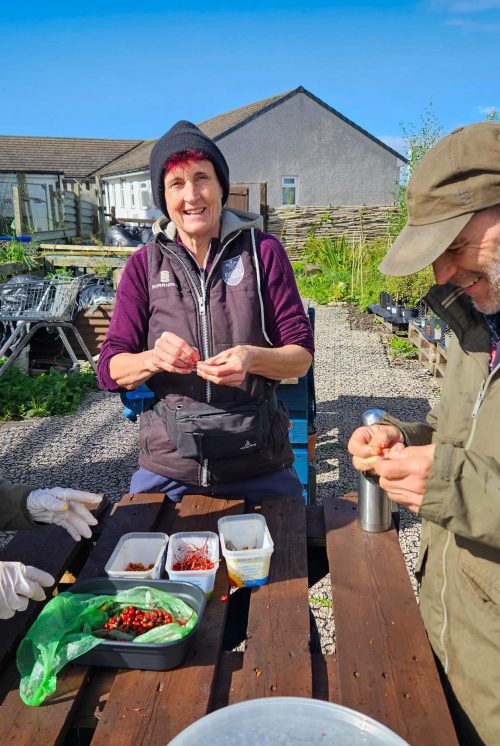 A group of volunteers assembled around wooden table at the Penrith Community Tree Nursery, removing seeds from locally sourced berries and native species.