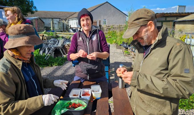 A group of volunteers assembled around wooden table at the Penrith Community Tree Nursery, removing seeds from locally sourced berries and native species.