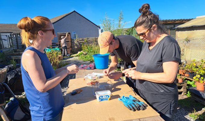 A group of volunteers standing around a wooden bench, extracting seeds from a variety of native berries stored in buckets and plastic containers.