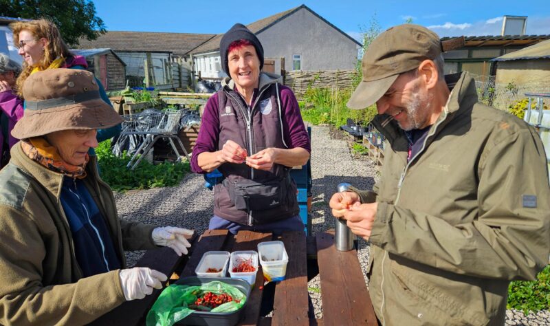 A group of volunteers assembled around wooden table at the Penrith Community Tree Nursery, removing seeds from locally sourced berries and native species.