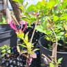 Close up image of tree saplings in black plant pots in spring sunshine.