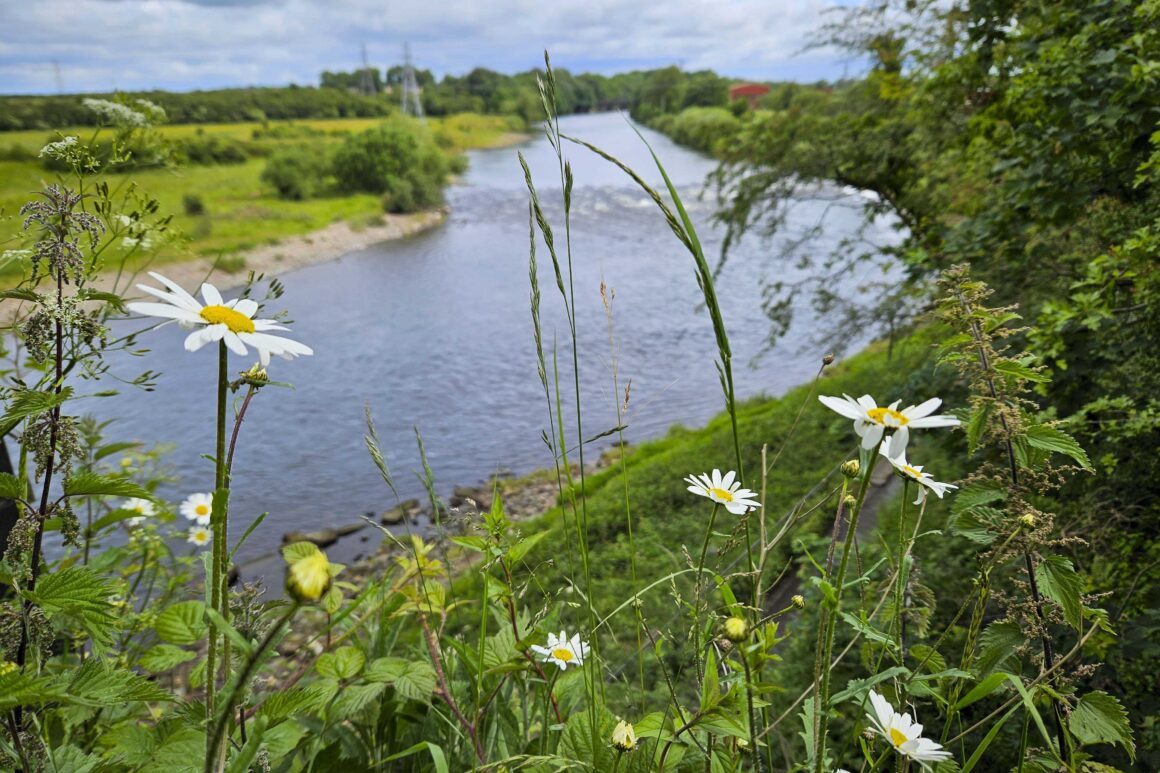 A wide meandering river with green fields and tree borders beyond. Oxeye daisies in foreground of image.