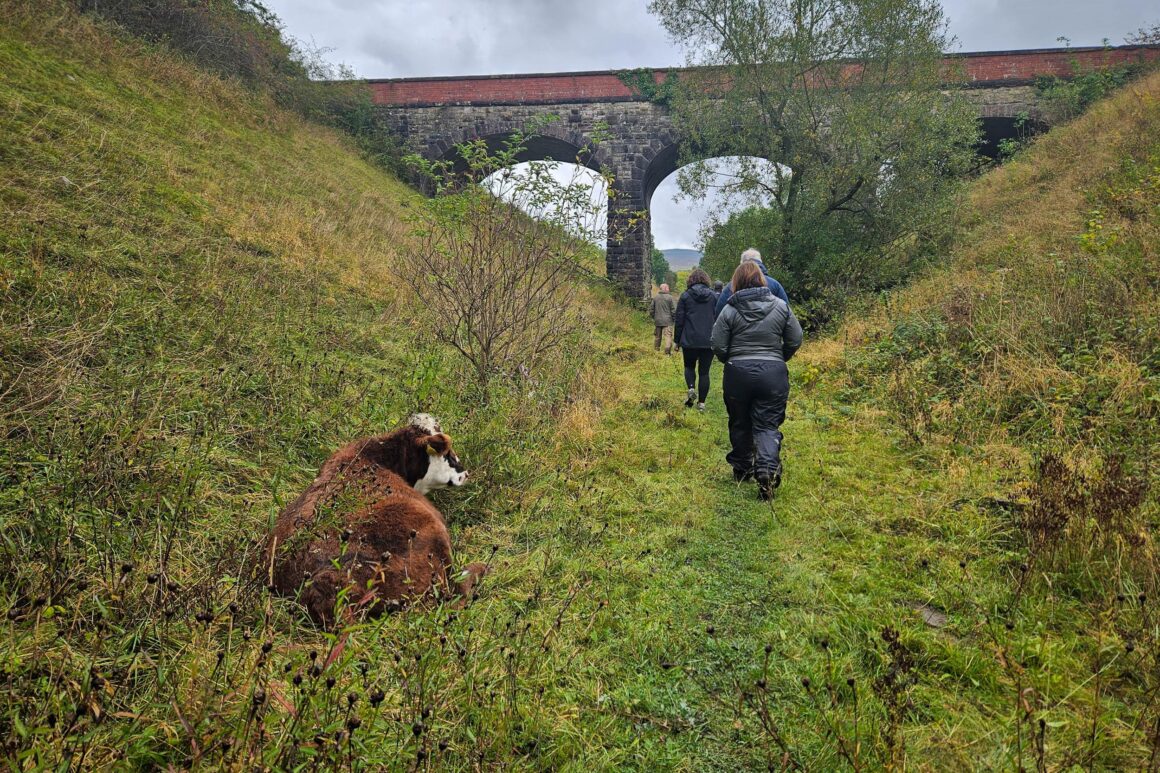 Section of the Podgill viaduct trail walk. Grassy pathway with viaduct spanning in the background. Large cow sat at edge of pathway watching the group walk past.