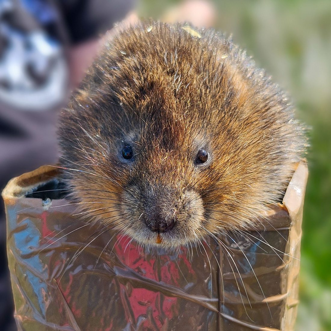 A close up of a water vole. It's head peeking out of a Pringles crisp tube.