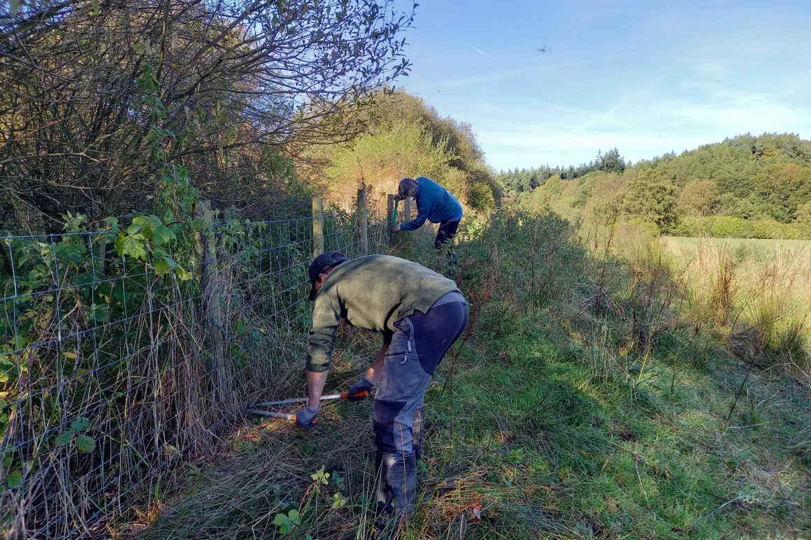 Two volunteers cutting back undergrowth beneath a wire fence using loppers.