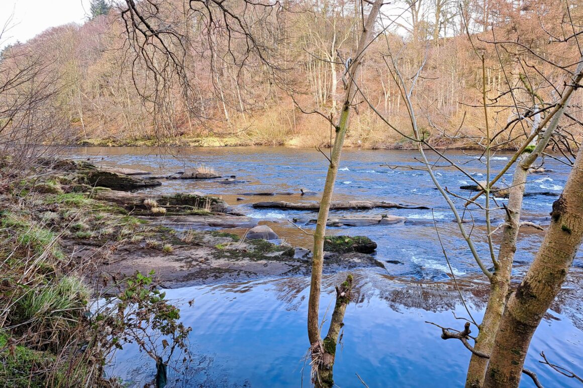 View of a wide section of fast flowing river punctuated with large rocky outcrops and limestone slabs. Silver birch trees featured in foreground.