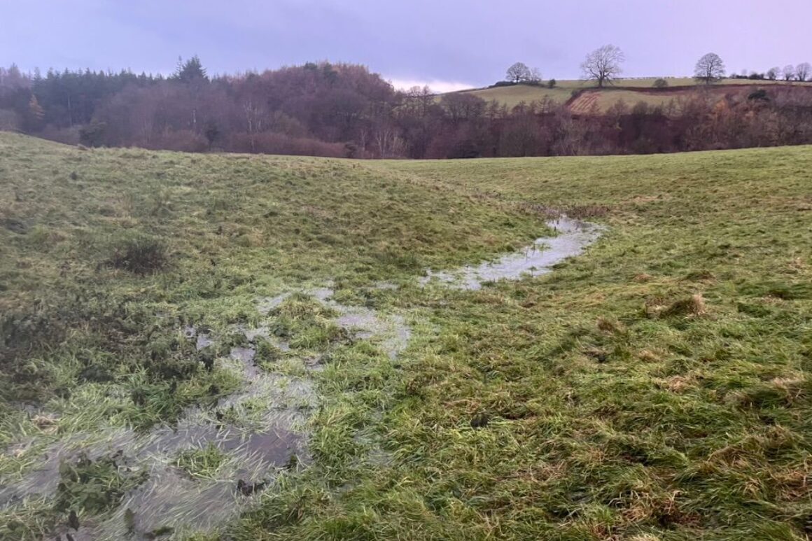 Water flowing through a released paleochannel across grassy field.