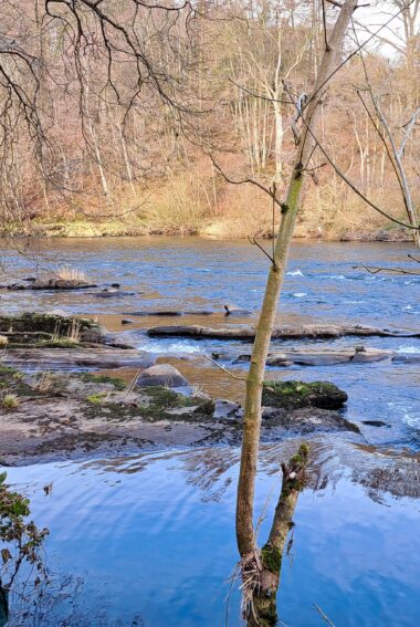 View of a wide section of fast flowing river punctuated with large rocky outcrops and limestone slabs. Silver birch trees featured in foreground.
