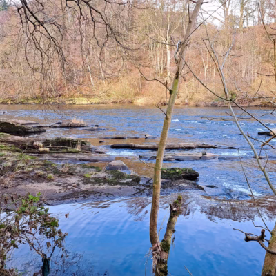 View of a wide section of fast flowing river punctuated with large rocky outcrops and limestone slabs. Silver birch trees featured in foreground.