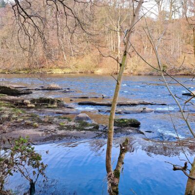 View of a wide section of fast flowing river punctuated with large rocky outcrops and limestone slabs. Silver birch trees featured in foreground.