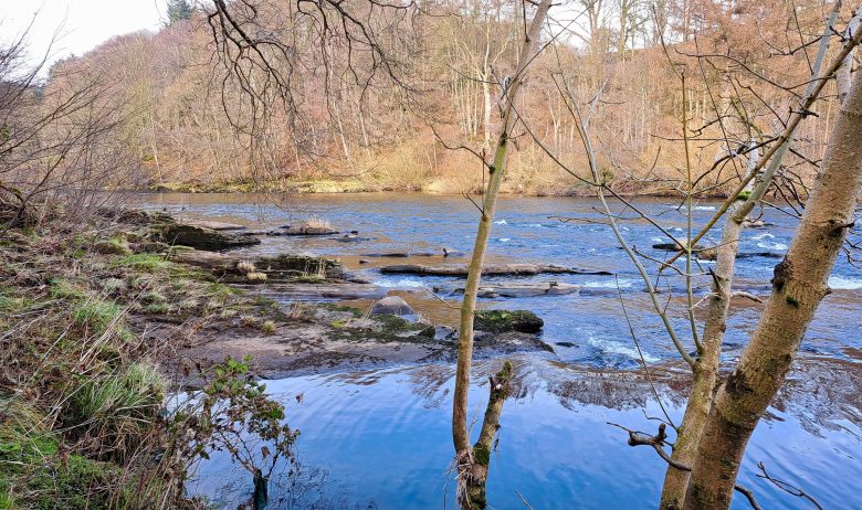 View of a wide section of fast flowing river punctuated with large rocky outcrops and limestone slabs. Silver birch trees featured in foreground.