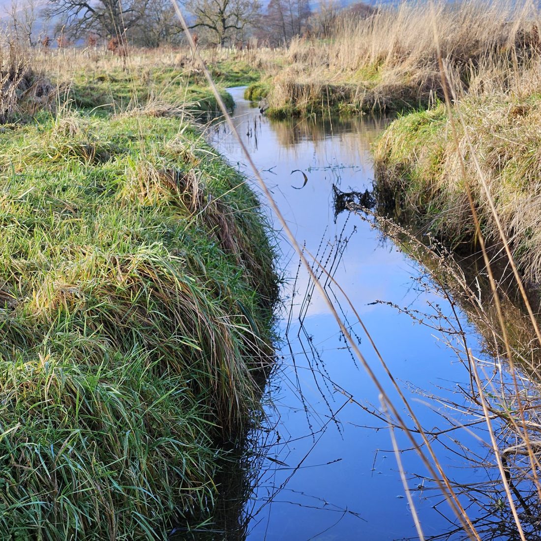 Narrow river channel with steep sides for water voles. Channel has grassy banks on either side.