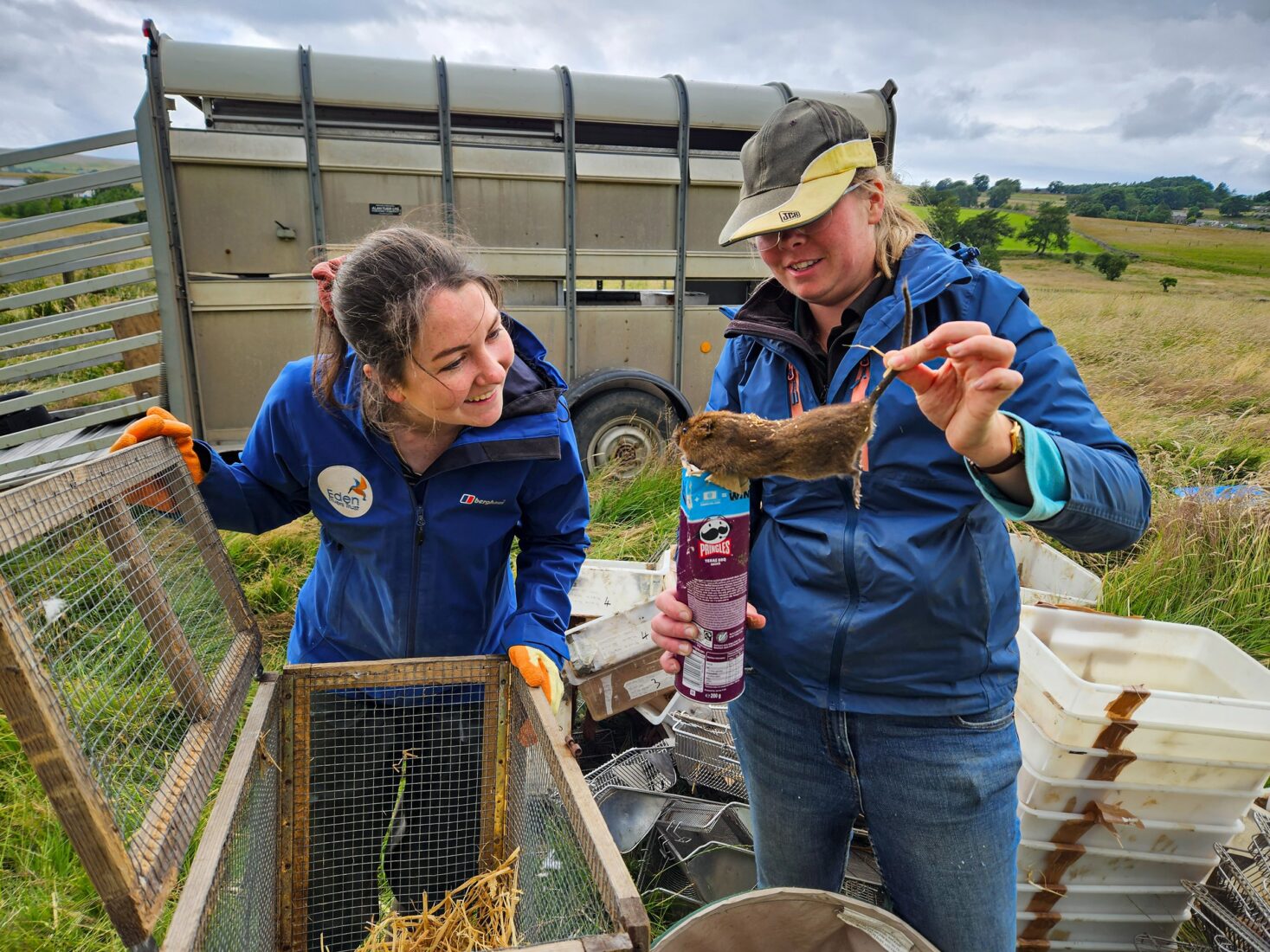 Staff members use a pringle tube to remove a water vole from its wooden transportation cage. Holding it by the tail and supported by the tube they inspect the vole to ensure that it is in good physical health prior to its release.