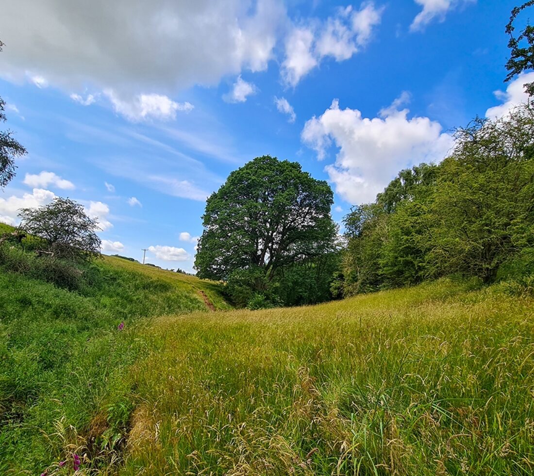 Looking across grass and species rich field to mature oak in distance under blue sky.