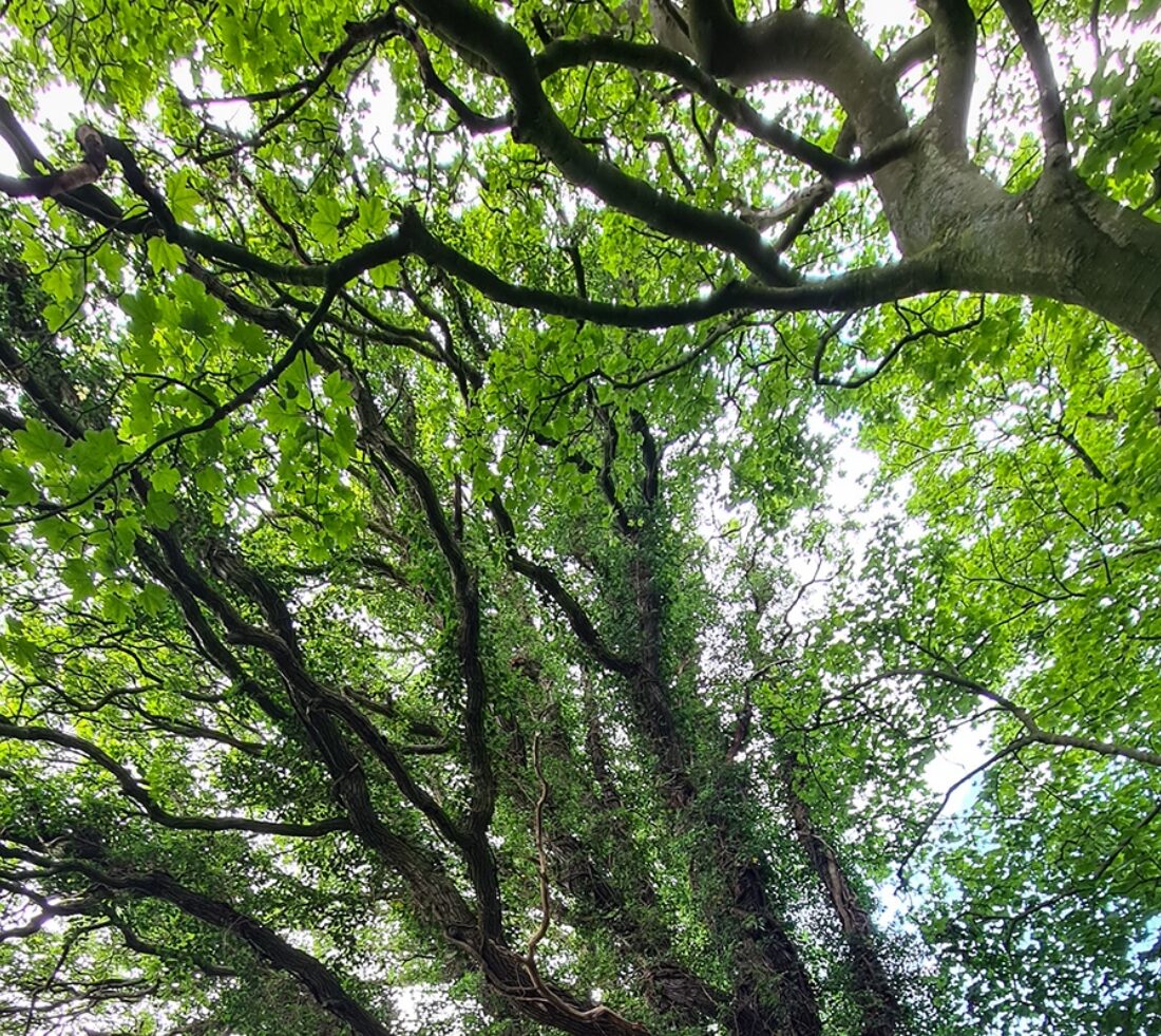 Looking up into a tree canopy of mature trees; branches and green leaves with dappled sunlight beyond.