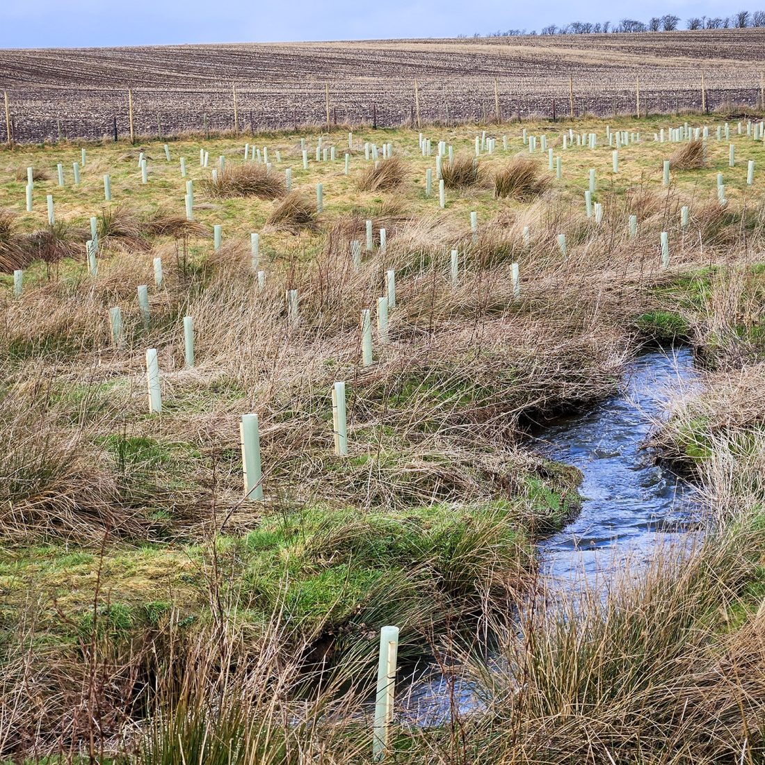 A field with long grass and a small stream winding its way through it. On either side of the stream there are lots of upright plastic tubes scattered throughout the field. These all have saplings inside them.