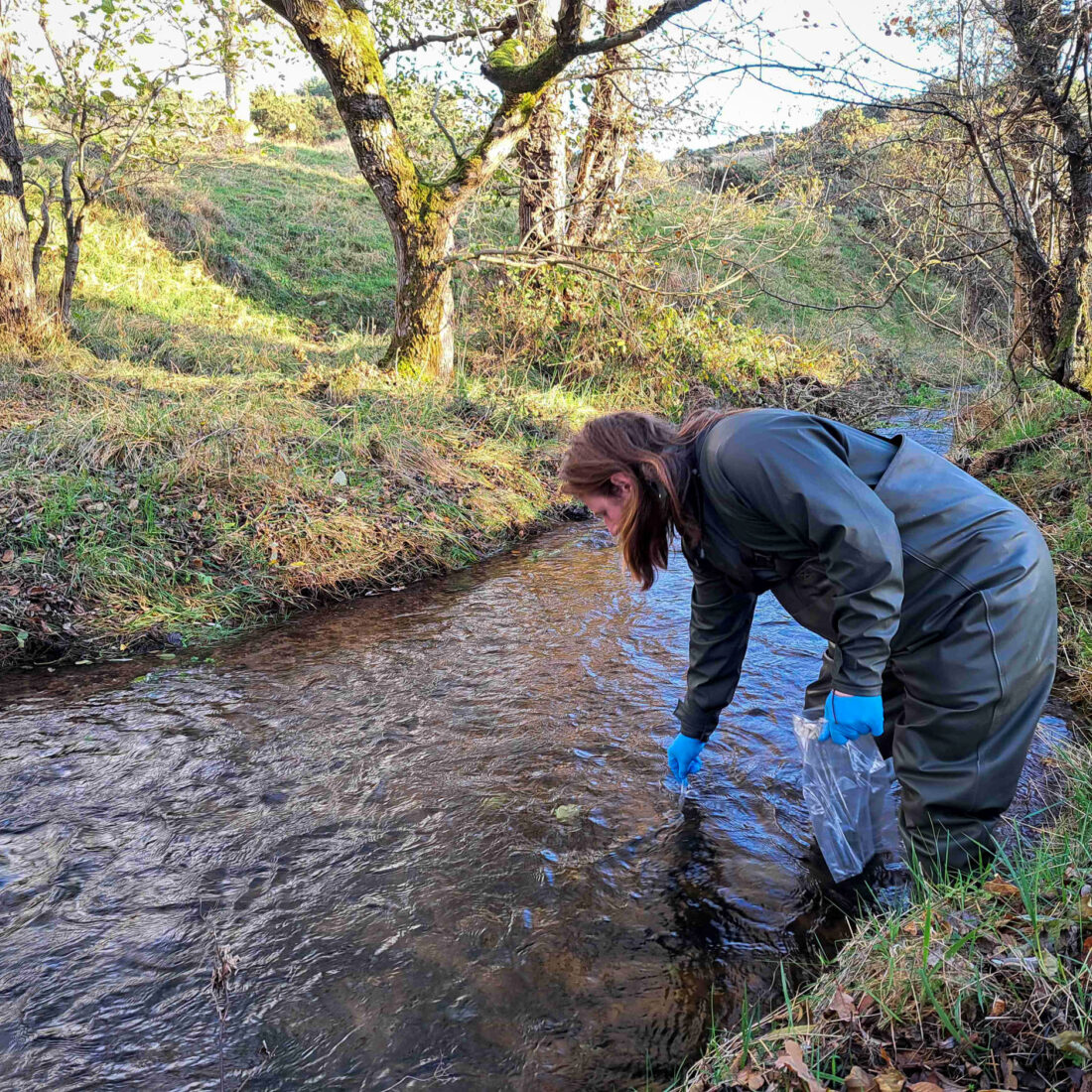 A man in waders is in bending over in a beck to collect water for eDNA sampling