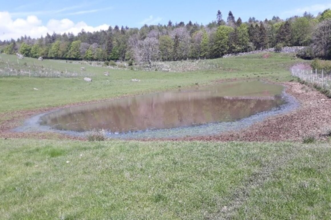 Small pond sited on green pasture land surrounded by a wide muddy fringe with little wildlife habitat established.