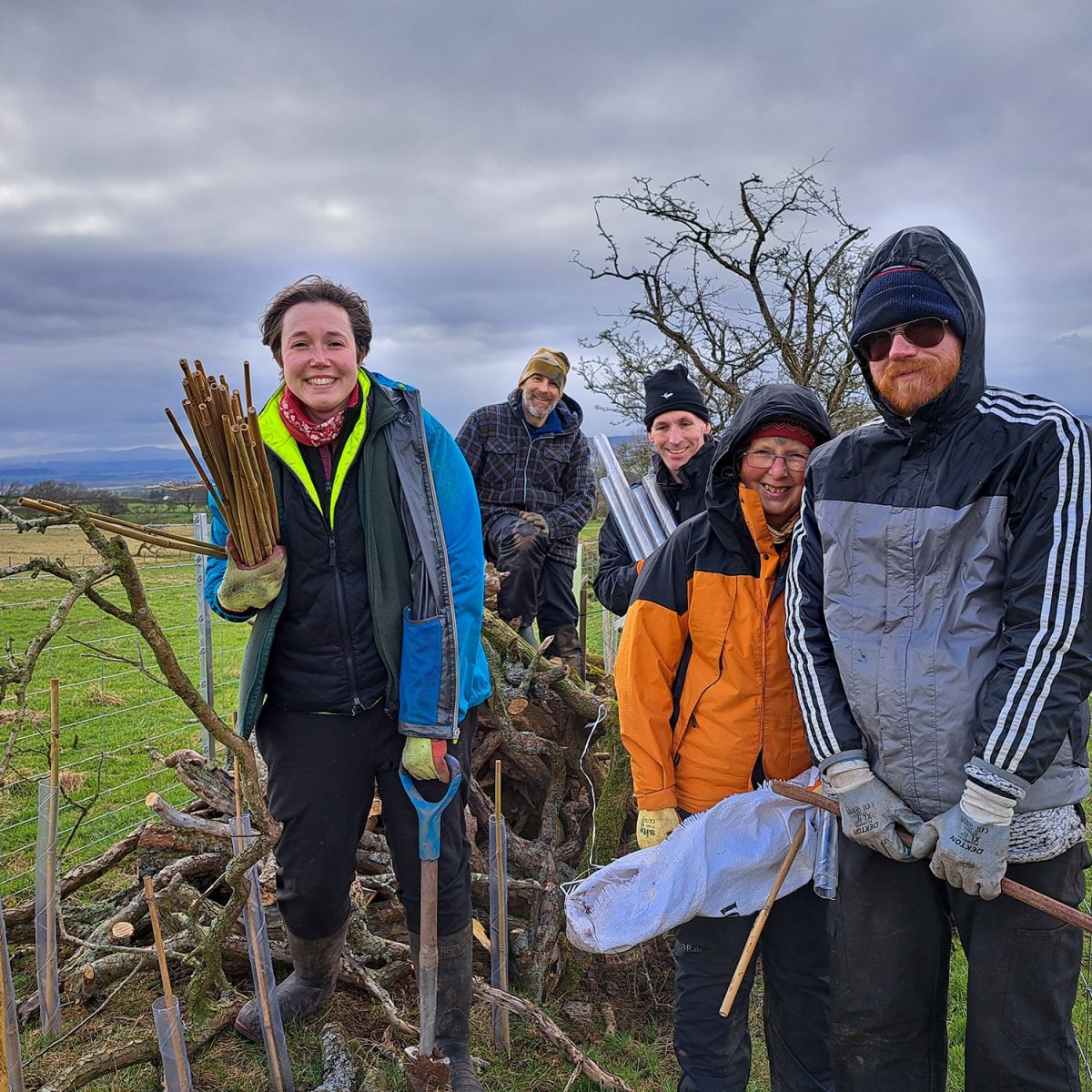 A group of hedge laying volunteers are posing for a photograph stood amid a newly laid section of hedge, replete with saplings, stakes and tree guards.