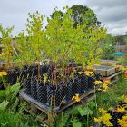 Tree saplings in leaf in plastic pots sitting on wooden palettes.
