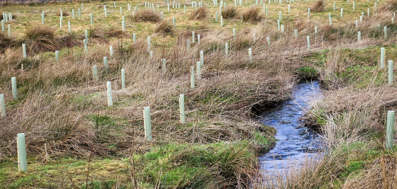 A field with long grass and a small stream winding its way through it. On either side of the stream there are lots of upright plastic tubes scattered throughout the field. These all have saplings inside them.