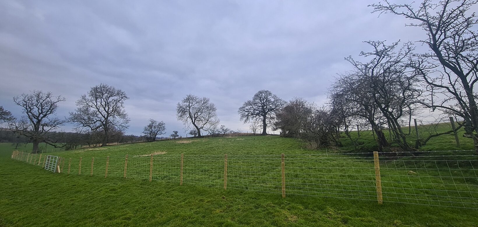 View looking up gently sloping green pastureland dissected by wooden and wire fencing. Single mature leafless trees dot the the top edge of the field.
