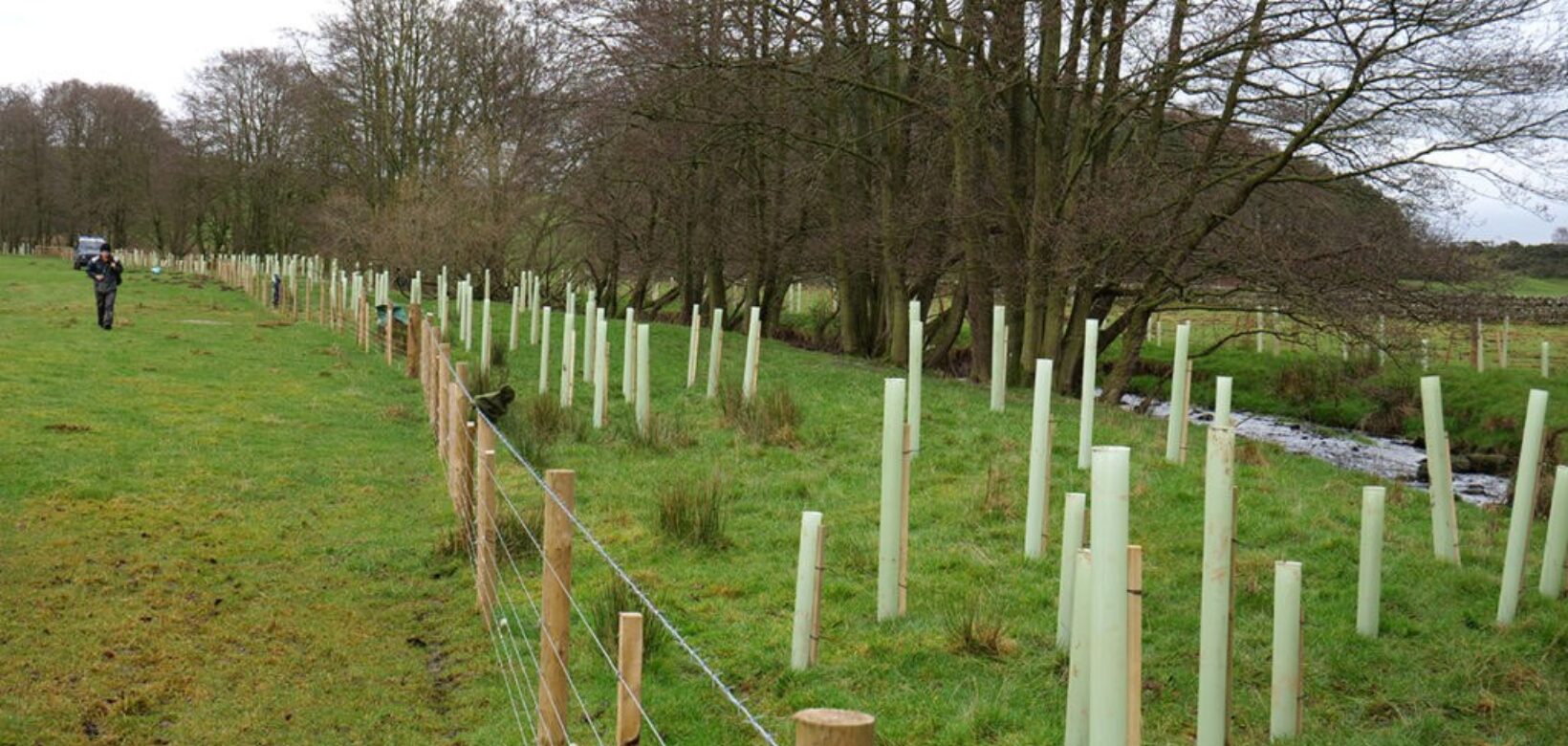 A wooden and wire fence runs parallel with a narrow watercourse, separated by a wide buffer strip planted with saplings, staked and protected by green tree guards.