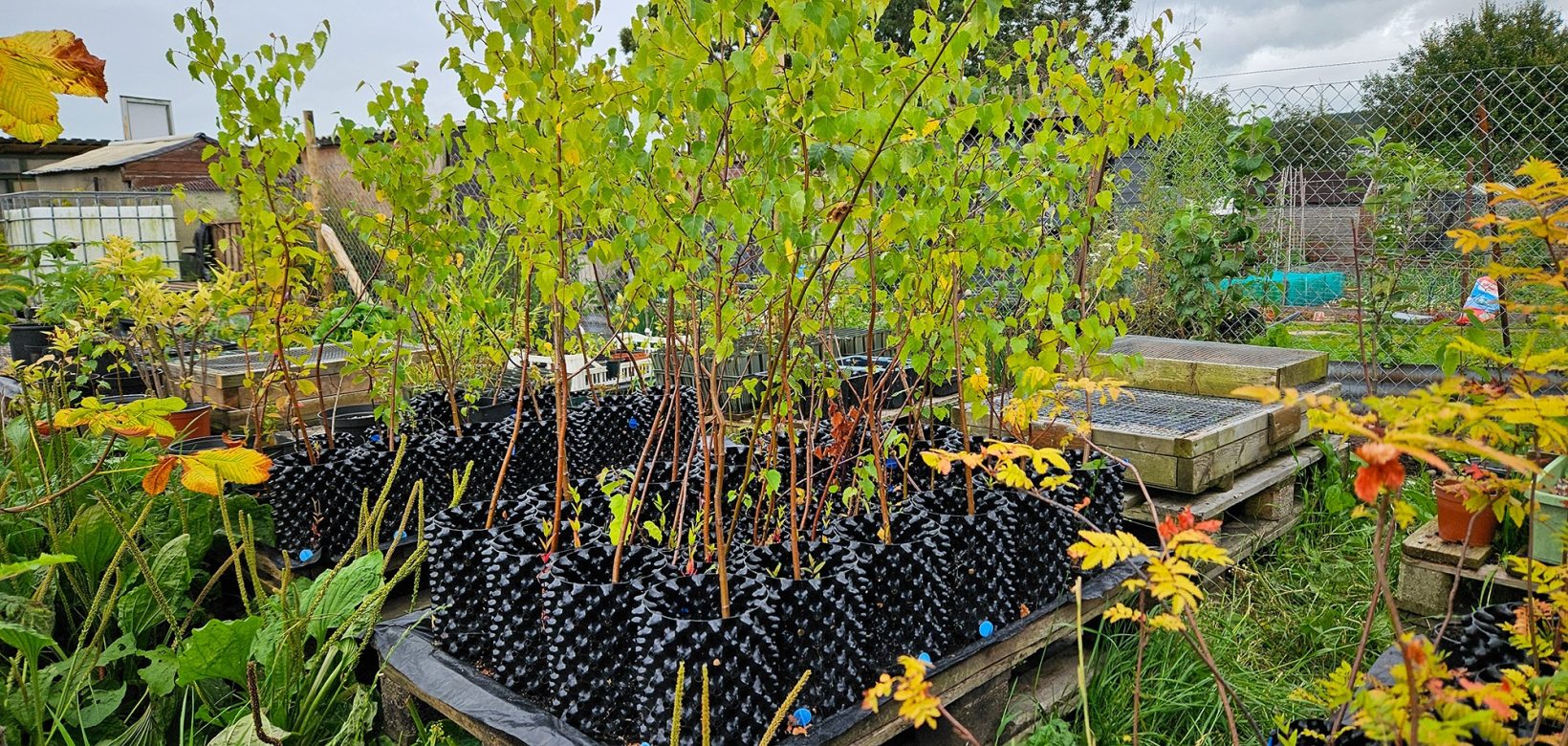 Tree saplings in leaf in plastic pots sitting on wooden palettes.