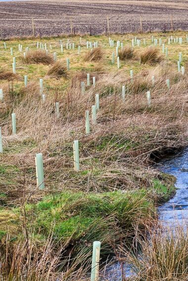A narrow meandering watercourse runs through grass and sedge rich scrub, covered in saplings, staked and protected with green tree guards.