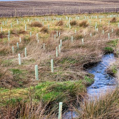A narrow meandering watercourse runs through grass and sedge rich scrub, covered in saplings, staked and protected with green tree guards.