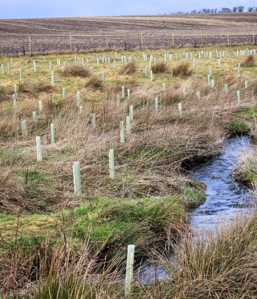 A field with long grass and a small stream winding its way through it. On either side of the stream there are lots of upright plastic tubes scattered throughout the field. These all have saplings inside them.