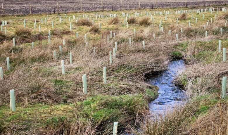 A field with long grass and a small stream winding its way through it. On either side of the stream there are lots of upright plastic tubes scattered throughout the field. These all have saplings inside them.